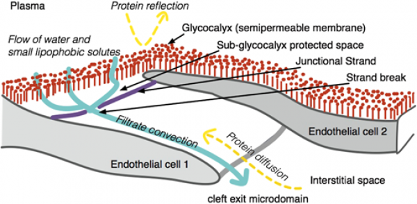 Workshop on how to understand the glycocalyx (WS2)